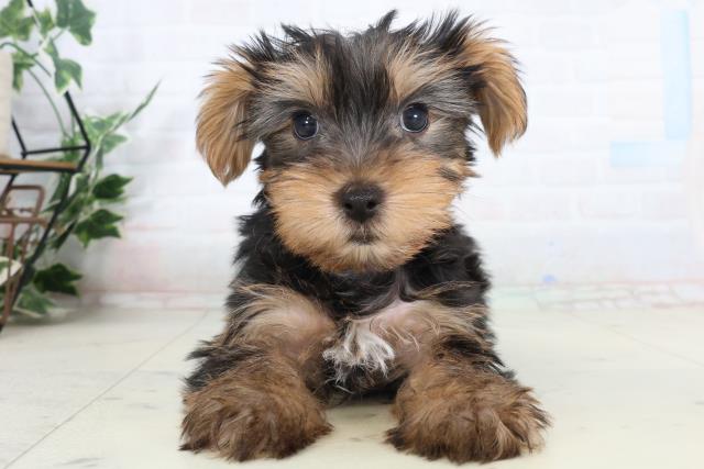福岡県のヨークシャーテリア (Coo&RIKU筑後店/2026年2月11日生まれ/男の子/スチールブルータン)の子犬の1枚目の画像
