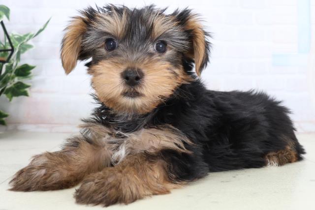 福岡県のヨークシャーテリア (Coo&RIKU筑後店/2026年2月11日生まれ/男の子/スチールブルータン)の子犬の3枚目の画像