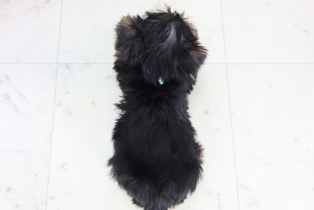 福岡県のヨークシャーテリア (Coo&RIKU筑後店/2026年2月11日生まれ/男の子/スチールブルータン)の子犬の4枚目の画像