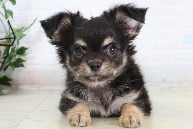 福岡県のチワワ(ロング) (Coo&RIKU福岡古賀店/2026年2月4日生まれ/男の子/ブラックタン)の子犬の1枚目の画像