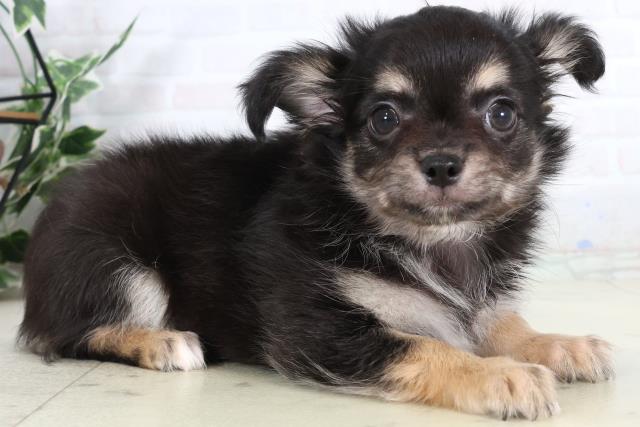 福岡県のチワワ(ロング) (Coo&RIKU福岡古賀店/2026年2月4日生まれ/男の子/ブラックタン)の子犬の2枚目の画像