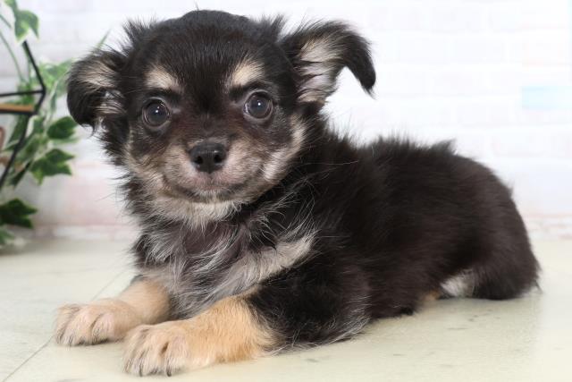 福岡県のチワワ(ロング) (Coo&RIKU福岡古賀店/2026年2月4日生まれ/男の子/ブラックタン)の子犬の3枚目の画像