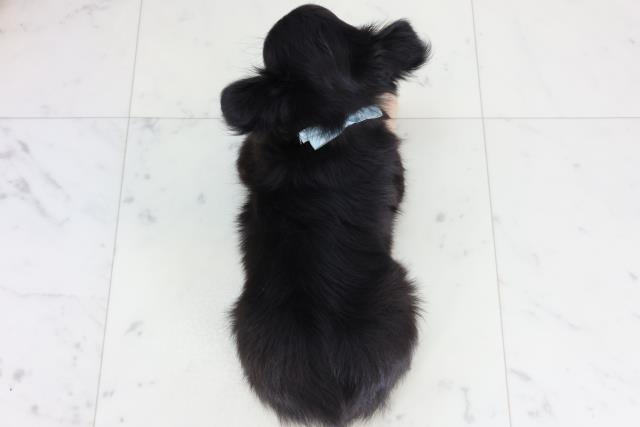 福岡県のチワワ(ロング) (Coo&RIKU福岡古賀店/2026年2月4日生まれ/男の子/ブラックタン)の子犬の4枚目の画像