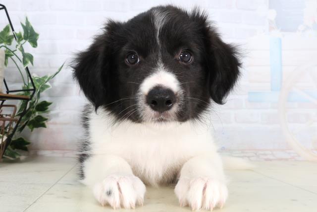 ボーダーコリー