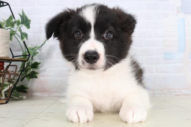 ボーダーコリー