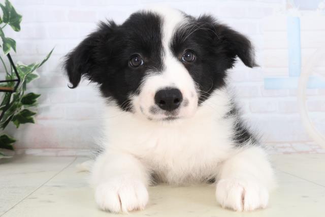 宮崎県のボーダーコリー (Coo&RIKU宮崎店/2026年2月5日生まれ/女の子/ブラックホワイト)の子犬の1枚目の画像