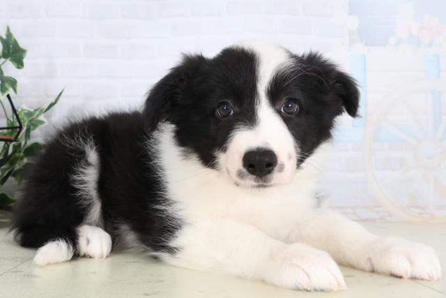 宮崎県のボーダーコリー (Coo&RIKU宮崎店/2026年2月5日生まれ/女の子/ブラックホワイト)の子犬の2枚目の画像