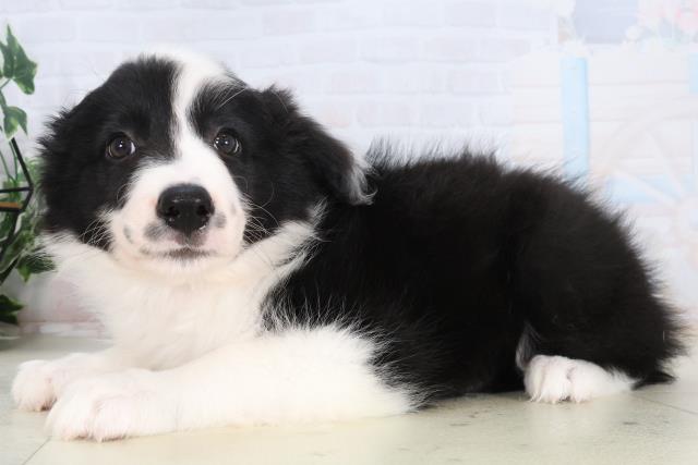 宮崎県のボーダーコリー (Coo&RIKU宮崎店/2026年2月5日生まれ/女の子/ブラックホワイト)の子犬の3枚目の画像