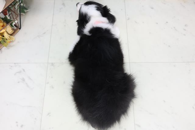 宮崎県のボーダーコリー (Coo&RIKU宮崎店/2026年2月5日生まれ/女の子/ブラックホワイト)の子犬の4枚目の画像