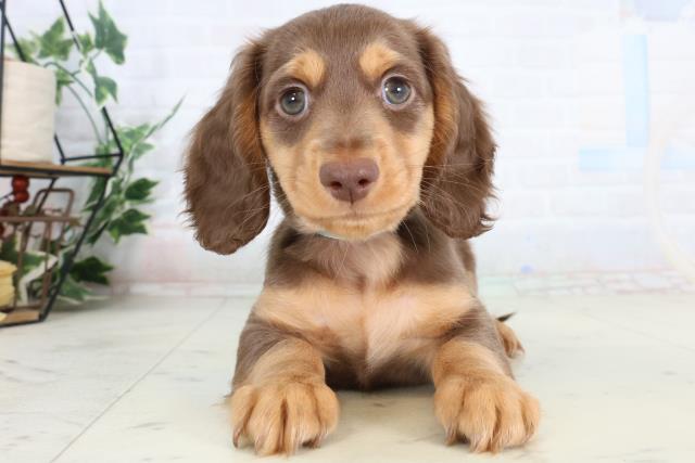 大分県のカニンヘンダックスフンド(ロング) (Coo&RIKU大分店/2026年2月6日生まれ/男の子/チョコレートタン)の子犬の1枚目の画像