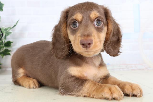 大分県のカニンヘンダックスフンド(ロング) (Coo&RIKU大分店/2026年2月6日生まれ/男の子/チョコレートタン)の子犬の2枚目の画像