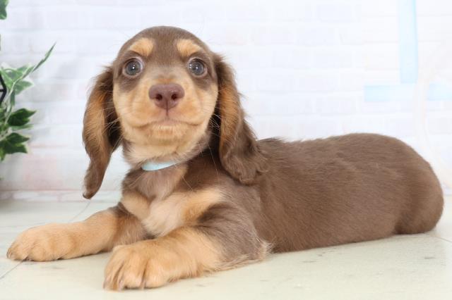 大分県のカニンヘンダックスフンド(ロング) (Coo&RIKU大分店/2026年2月6日生まれ/男の子/チョコレートタン)の子犬の3枚目の画像