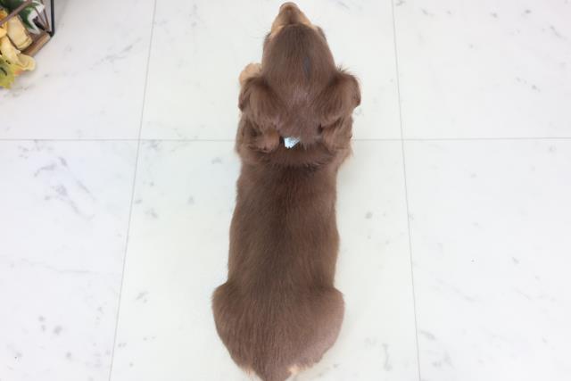 大分県のカニンヘンダックスフンド(ロング) (Coo&RIKU大分店/2026年2月6日生まれ/男の子/チョコレートタン)の子犬の4枚目の画像