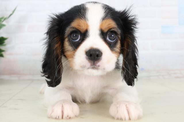 熊本県のキャバリアキングチャールズスパニエル (Coo&RIKU宇土シティモール店/2026年2月7日生まれ/女の子/トライカラー)の子犬の1枚目の画像
