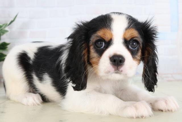 熊本県のキャバリアキングチャールズスパニエル (Coo&RIKU宇土シティモール店/2026年2月7日生まれ/女の子/トライカラー)の子犬の2枚目の画像