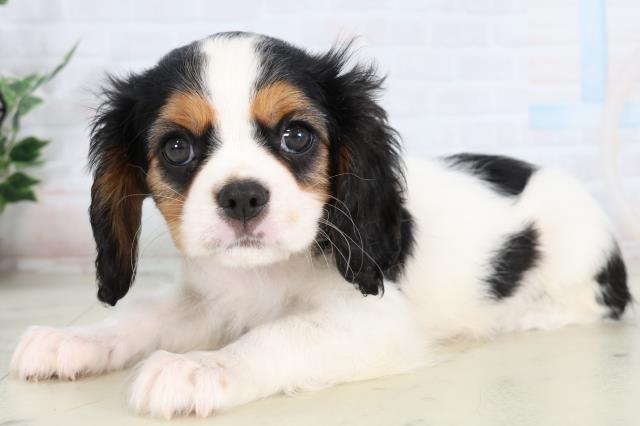 熊本県のキャバリアキングチャールズスパニエル (Coo&RIKU宇土シティモール店/2026年2月7日生まれ/女の子/トライカラー)の子犬の3枚目の画像