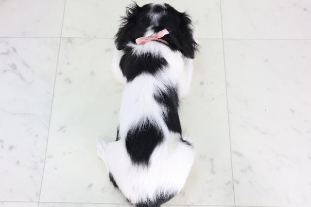 熊本県のキャバリアキングチャールズスパニエル (Coo&RIKU宇土シティモール店/2026年2月7日生まれ/女の子/トライカラー)の子犬の4枚目の画像