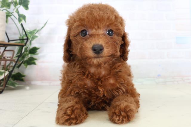 トイ・プードル