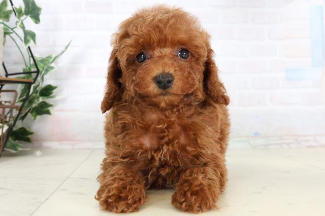 トイ・プードル