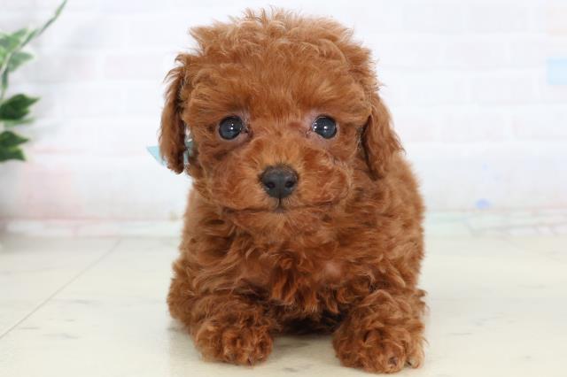 トイ・プードル