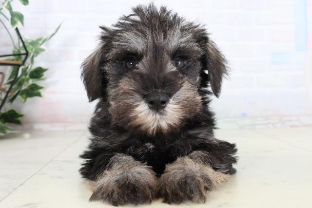 福岡県のミニチュアシュナウザー (Coo&RIKU筑後店/2026年2月9日生まれ/男の子/ソルトペッパー)の子犬の1枚目の画像