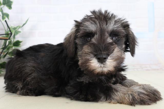 福岡県のミニチュアシュナウザー (Coo&RIKU筑後店/2026年2月9日生まれ/男の子/ソルトペッパー)の子犬の2枚目の画像