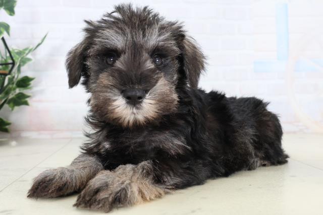 福岡県のミニチュアシュナウザー (Coo&RIKU筑後店/2026年2月9日生まれ/男の子/ソルトペッパー)の子犬の3枚目の画像