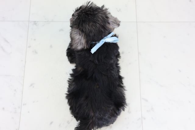 福岡県のミニチュアシュナウザー (Coo&RIKU筑後店/2026年2月9日生まれ/男の子/ソルトペッパー)の子犬の4枚目の画像