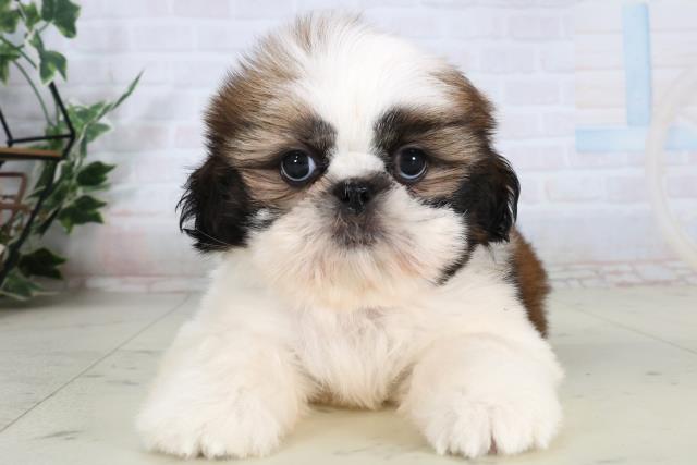 福岡県のシーズー (Coo&RIKU行橋店/2026年2月10日生まれ/男の子/ゴールドホワイト)の子犬