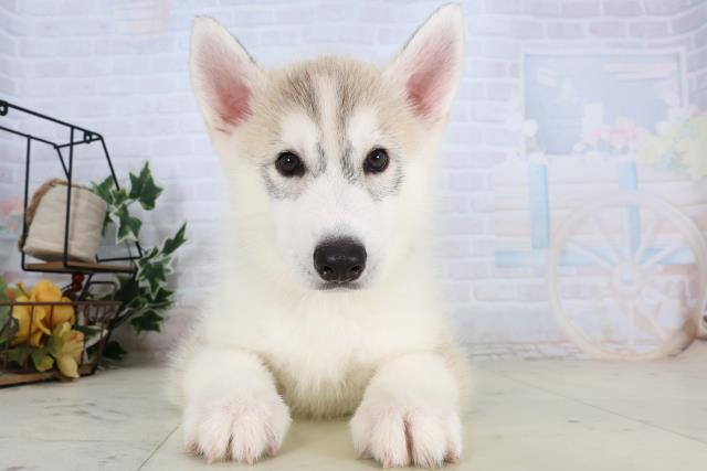 シベリアンハスキー