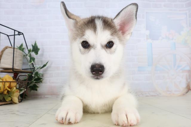 シベリアンハスキー