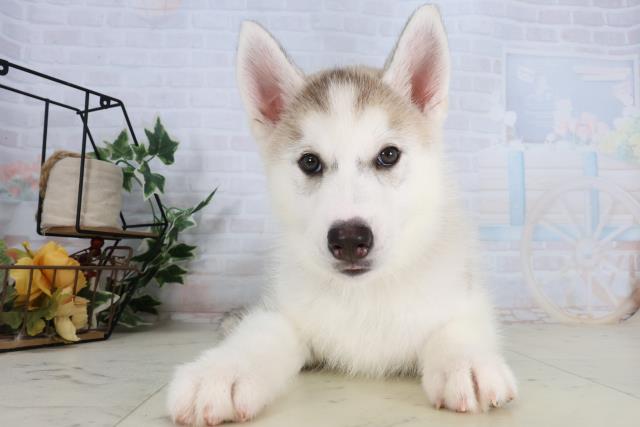 シベリアンハスキー