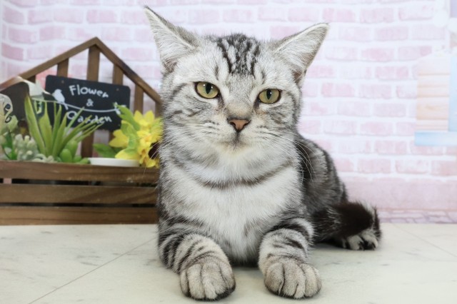 福岡県のアメリカンショートヘアー (Coo&RIKU大牟田店/2025年9月9日生まれ/男の子/シルバータビー)の子猫の1枚目の画像