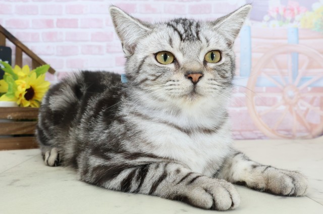 福岡県のアメリカンショートヘアー (Coo&RIKU大牟田店/2025年9月9日生まれ/男の子/シルバータビー)の子猫の2枚目の画像