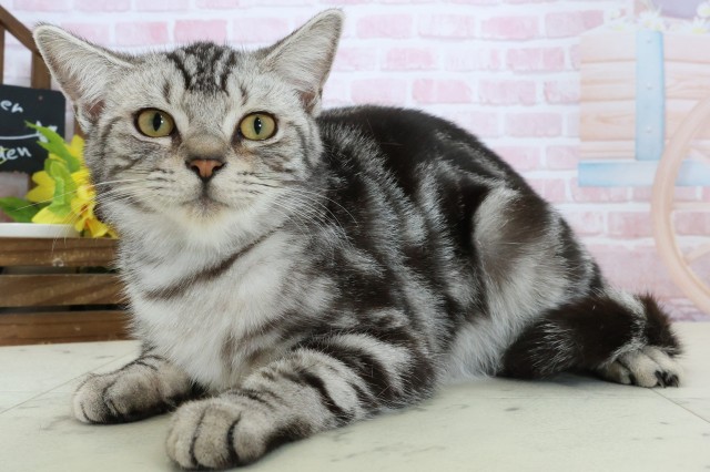 福岡県のアメリカンショートヘアー (Coo&RIKU大牟田店/2025年9月9日生まれ/男の子/シルバータビー)の子猫の3枚目の画像