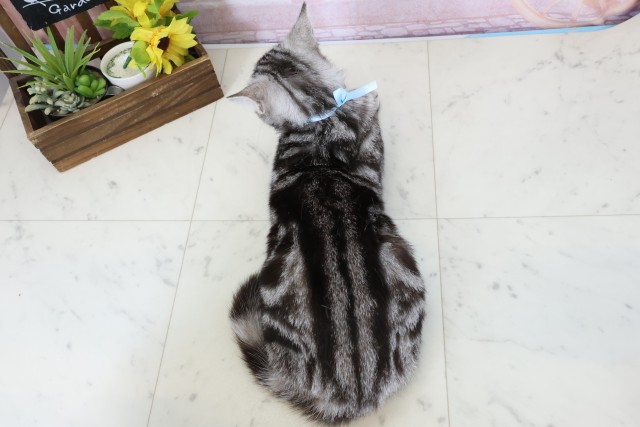 福岡県のアメリカンショートヘアー (Coo&RIKU大牟田店/2025年9月9日生まれ/男の子/シルバータビー)の子猫の4枚目の画像