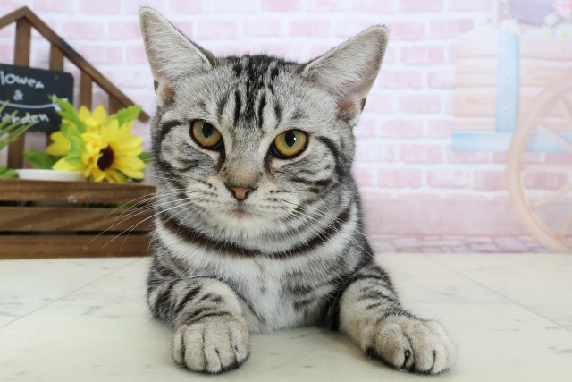 熊本県のアメリカンショートヘアー (Coo&RIKUカリーノ玉名店/2025年9月9日生まれ/女の子/シルバータビー)の子猫の1枚目の画像