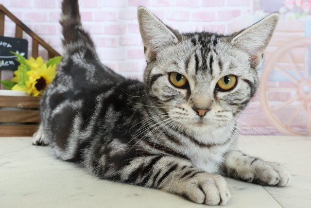 熊本県のアメリカンショートヘアー (Coo&RIKUカリーノ玉名店/2025年9月9日生まれ/女の子/シルバータビー)の子猫の2枚目の画像