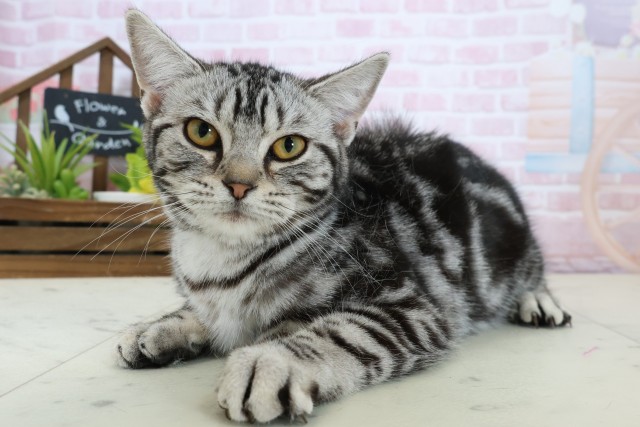 熊本県のアメリカンショートヘアー (Coo&RIKUカリーノ玉名店/2025年9月9日生まれ/女の子/シルバータビー)の子猫の3枚目の画像
