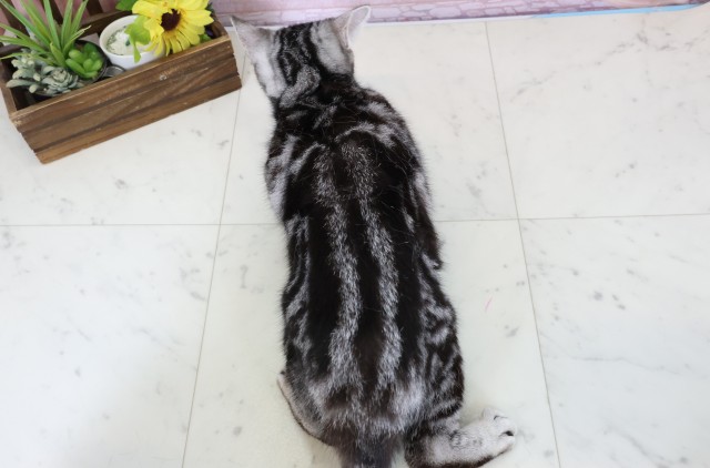 熊本県のアメリカンショートヘアー (Coo&RIKUカリーノ玉名店/2025年9月9日生まれ/女の子/シルバータビー)の子猫の4枚目の画像