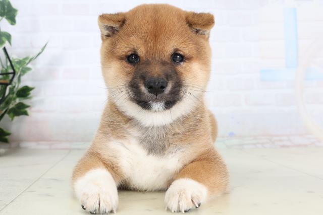 福岡県の豆柴 (Coo&RIKUフォレストシティ春日店/2026年2月7日生まれ/男の子/赤)の子犬の1枚目の画像