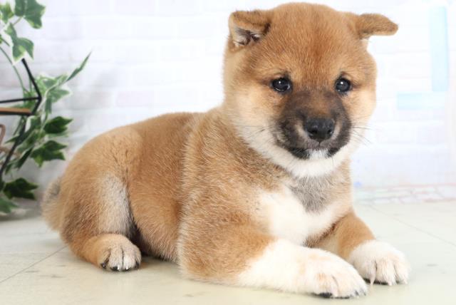 福岡県の豆柴 (Coo&RIKUフォレストシティ春日店/2026年2月7日生まれ/男の子/赤)の子犬の2枚目の画像