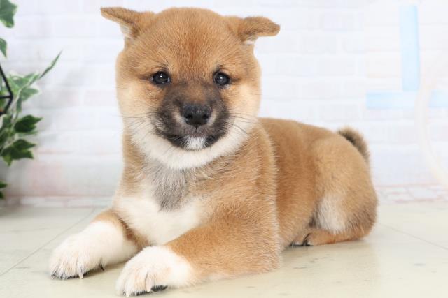 福岡県の豆柴 (Coo&RIKUフォレストシティ春日店/2026年2月7日生まれ/男の子/赤)の子犬の3枚目の画像