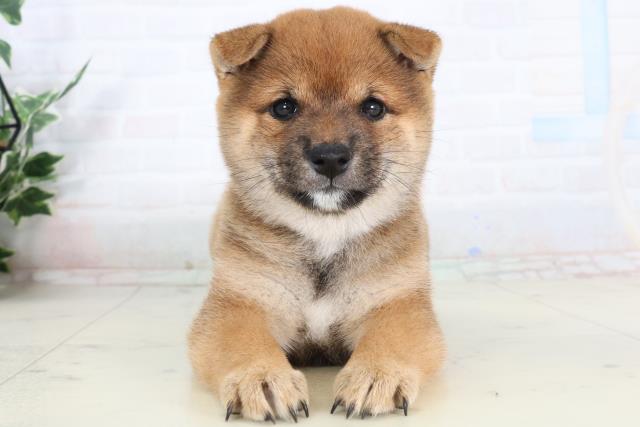 鹿児島県の豆柴 (Coo&RIKU鹿児島店/2026年2月7日生まれ/女の子/赤)の子犬の1枚目の画像