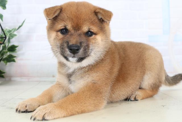 鹿児島県の豆柴 (Coo&RIKU鹿児島店/2026年2月7日生まれ/女の子/赤)の子犬の3枚目の画像