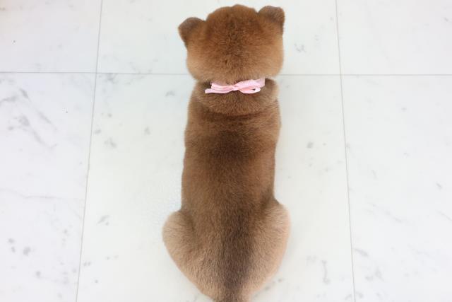 鹿児島県の豆柴 (Coo&RIKU鹿児島店/2026年2月7日生まれ/女の子/赤)の子犬の4枚目の画像