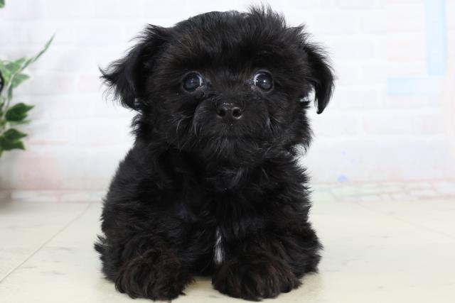 福岡県のチワプー/プーチー(チワワ×プードル) (Coo&RIKU小倉店/2026年1月30日生まれ/男の子/ブラック)の子犬の1枚目の画像