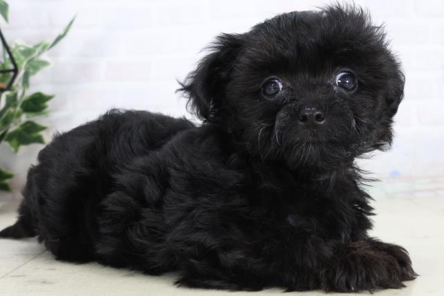 福岡県のチワプー/プーチー(チワワ×プードル) (Coo&RIKU小倉店/2026年1月30日生まれ/男の子/ブラック)の子犬の2枚目の画像