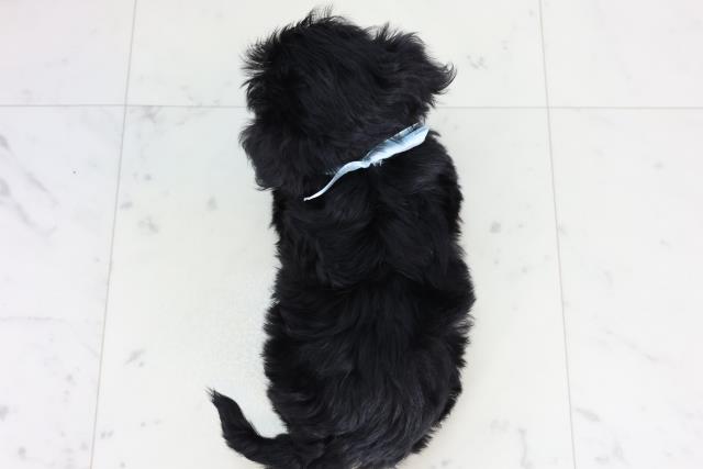 福岡県のチワプー/プーチー(チワワ×プードル) (Coo&RIKU小倉店/2026年1月30日生まれ/男の子/ブラック)の子犬の4枚目の画像