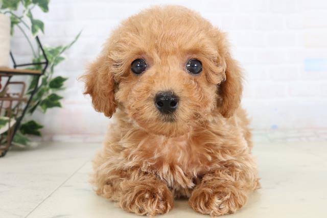 宮崎県のチワプー/プーチー(チワワ×プードル) (Coo&RIKU宮崎店/2026年1月30日生まれ/女の子/アプリコット)の子犬の1枚目の画像